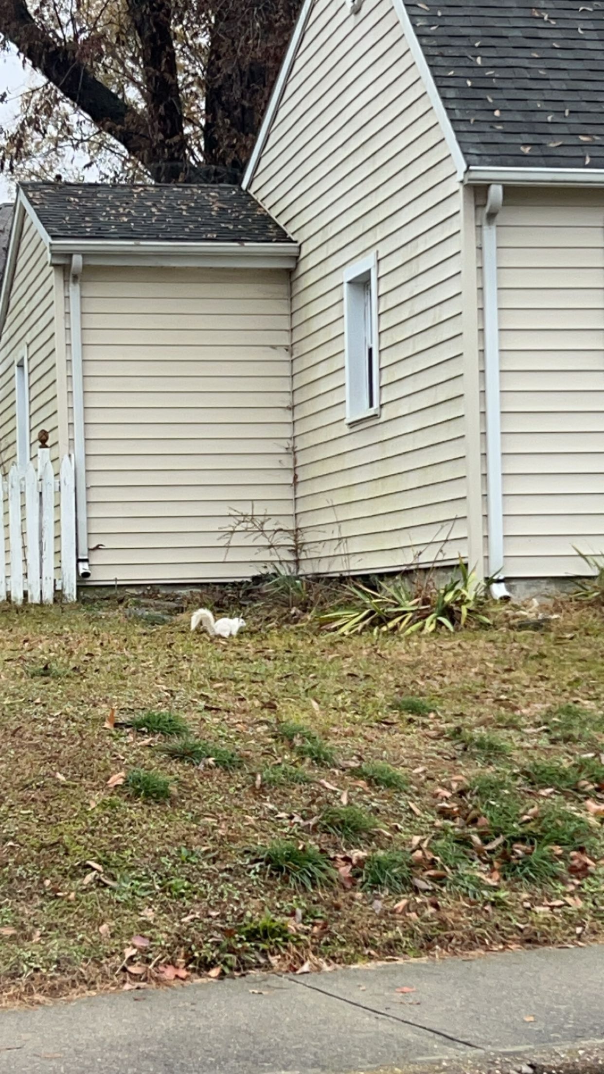 albino