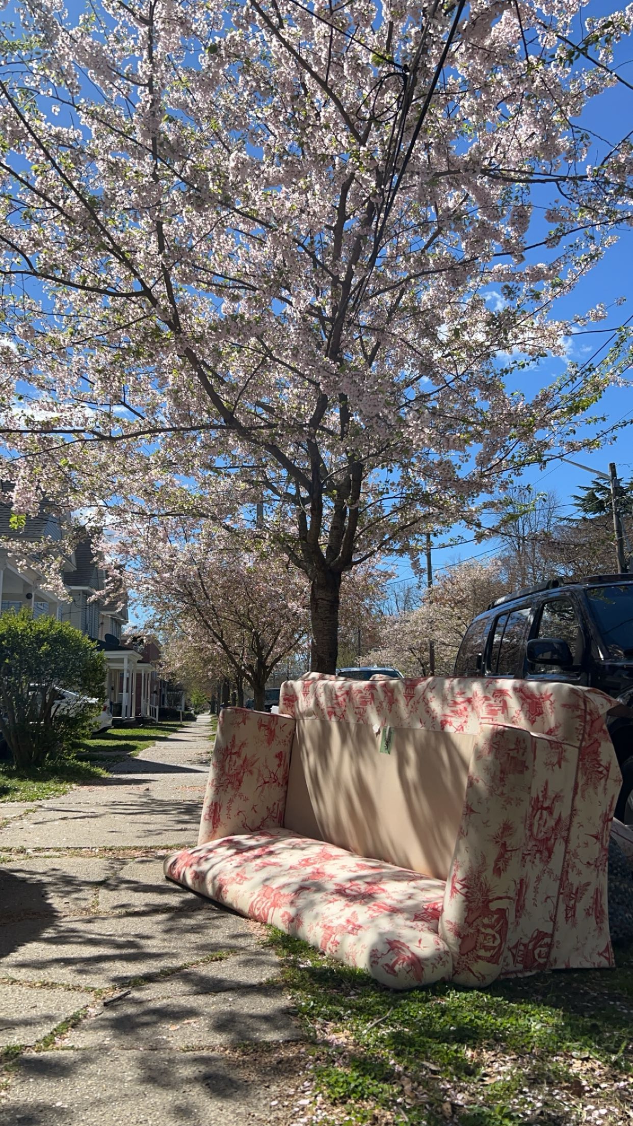 sakura.jpg