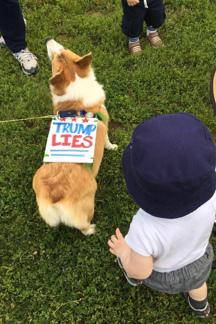 dccorgi